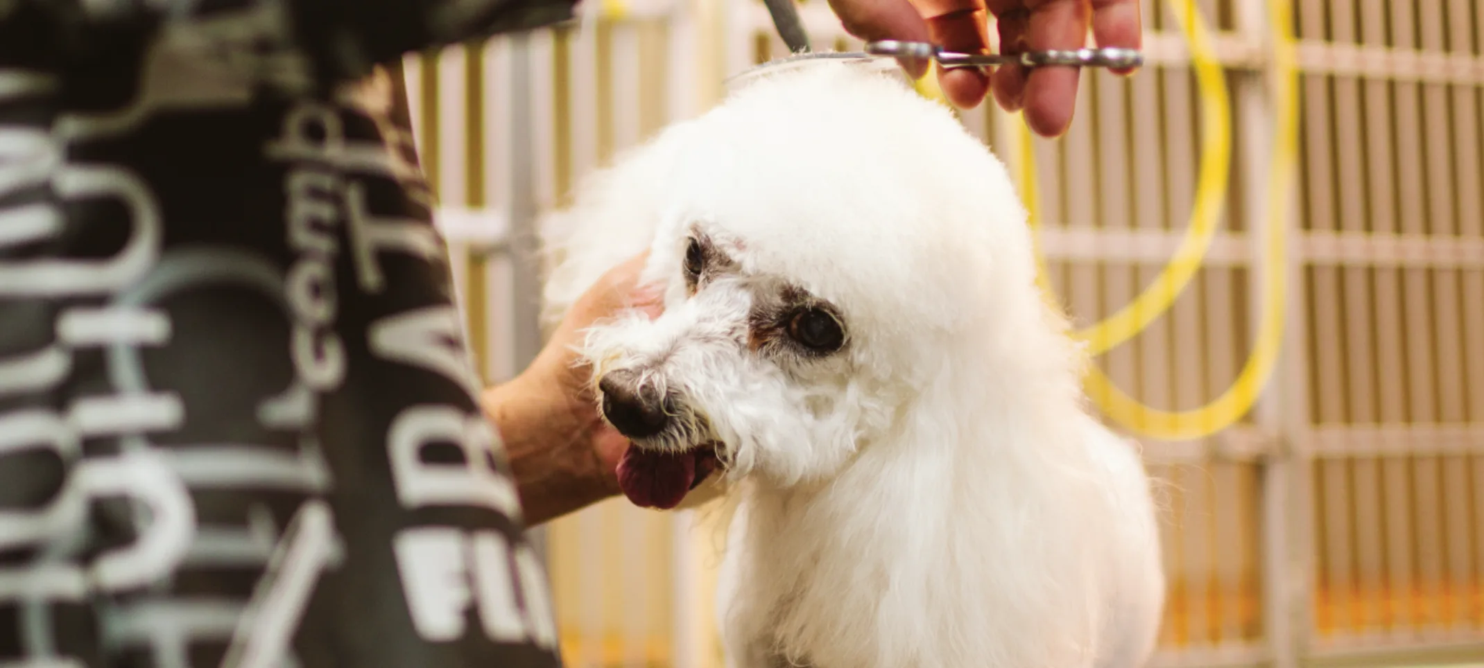 Staff member grooming dog